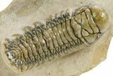 Detailed Crotalocephalina Trilobite - Atchana, Morocco #359542-3